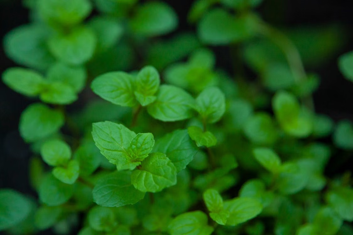 Eucalyptus and Peppermint for Congestion: What the Cooling Aroma Can and Cannot Do